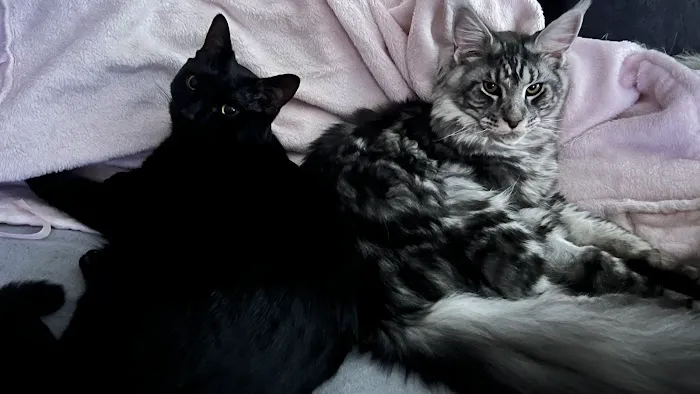 MaineCoon Pride 12