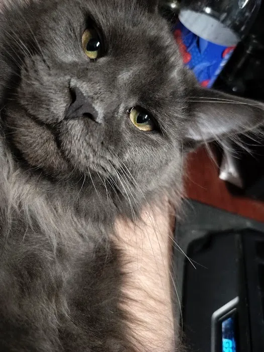 MaineCoon Pride 12