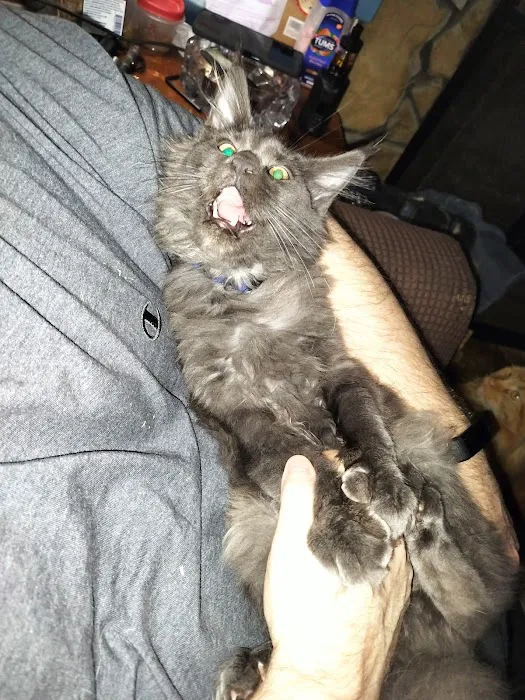 MaineCoon Pride 12