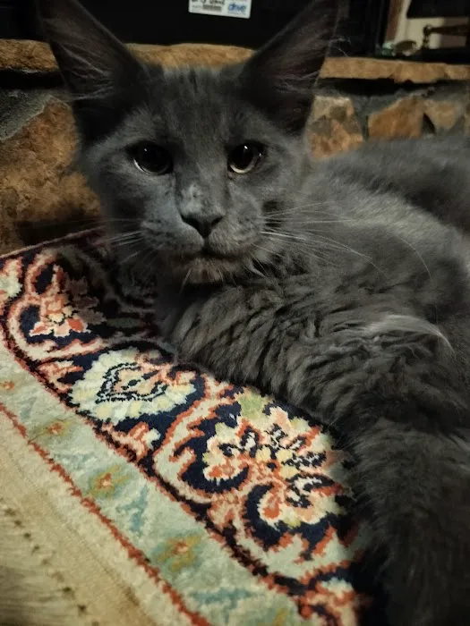 MaineCoon Pride 12