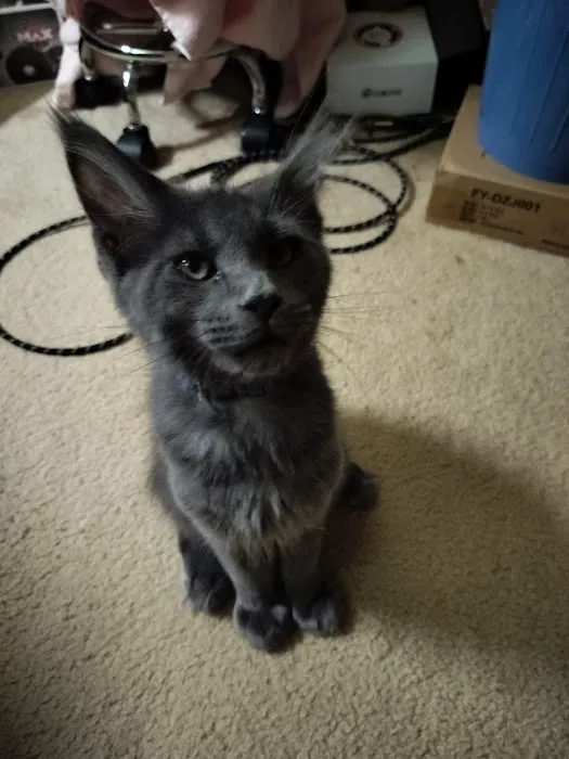 MaineCoon Pride 12