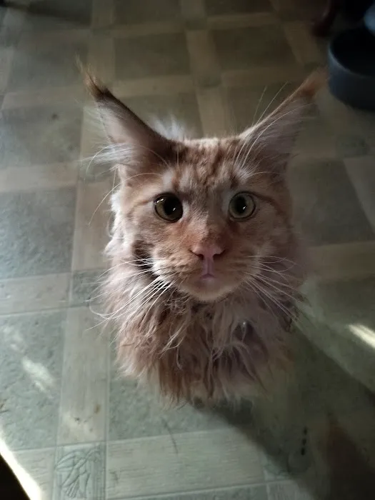 MaineCoon Pride 12