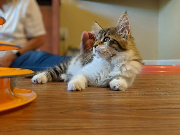 Samberkat Maine Coons 12