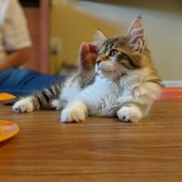Samberkat Maine Coons ico