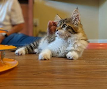 Samberkat Maine Coons