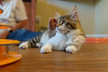 Samberkat Maine Coons