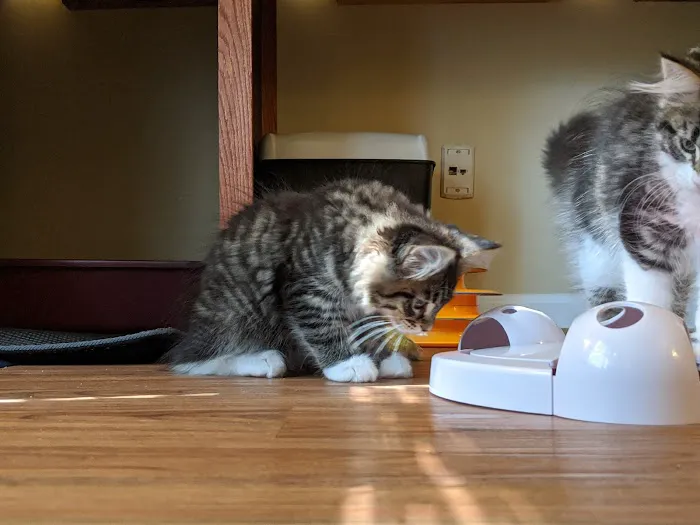 Samberkat Maine Coons 12