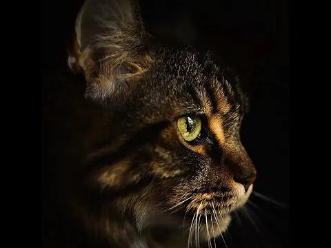 Samberkat Maine Coons 12