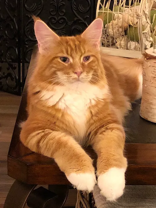 Samberkat Maine Coons 12