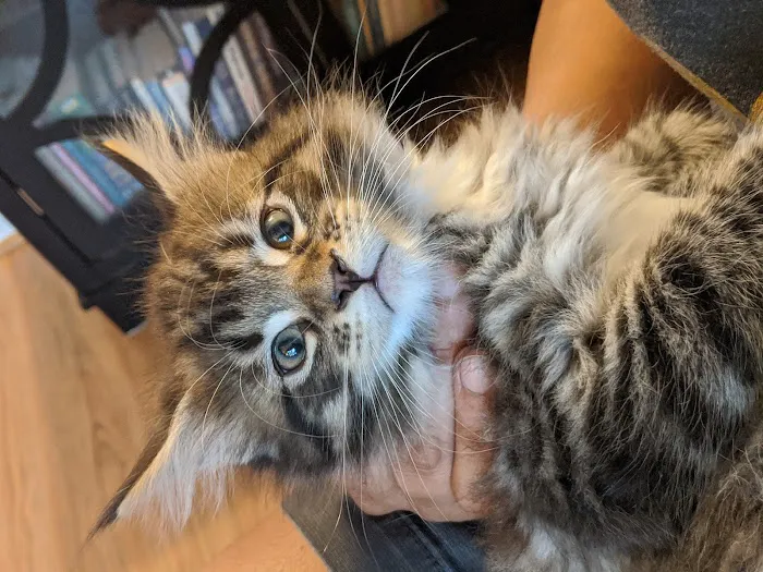 Samberkat Maine Coons 12
