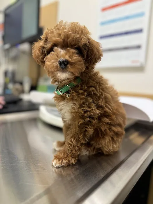 Banfield Pet Hospital 1