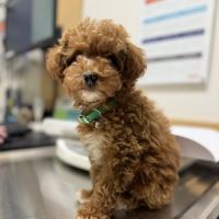 Banfield Pet Hospital ico