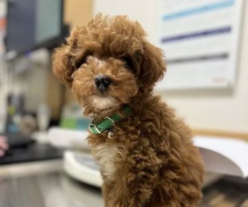 Banfield Pet Hospital