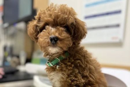 Banfield Pet Hospital