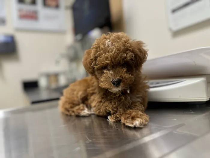 Banfield Pet Hospital 5