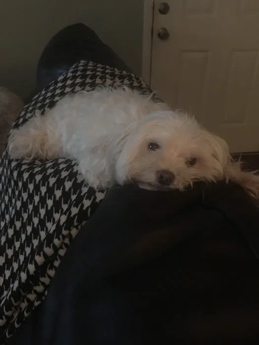 Banfield Pet Hospital 8
