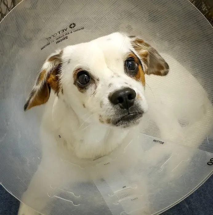 Mountain Park Plaza Animal Hospital 12