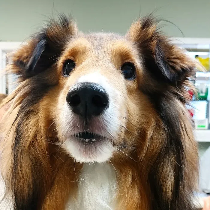 Mountain Park Plaza Animal Hospital 12