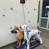 Just For Pets Animal Hospital ico