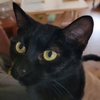 Shallowford Animal Hospital ico