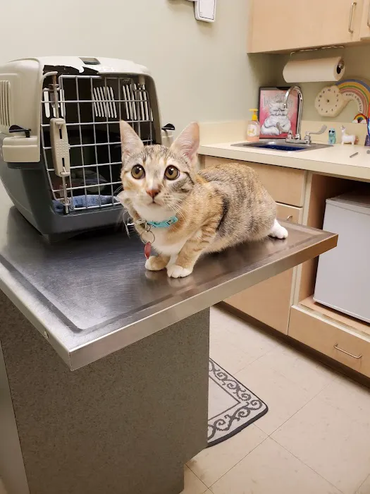 Shallowford Animal Hospital 12