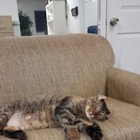 VCA Roswell Animal Hospital ico