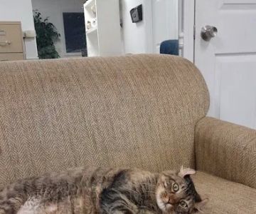 VCA Roswell Animal Hospital