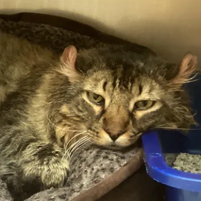 VCA Roswell Animal Hospital 12