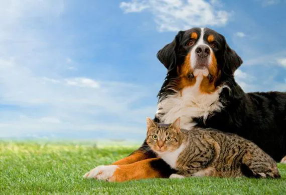 Chattahoochee Animal Clinic 12