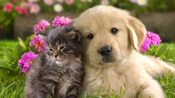 Chattahoochee Animal Clinic 12