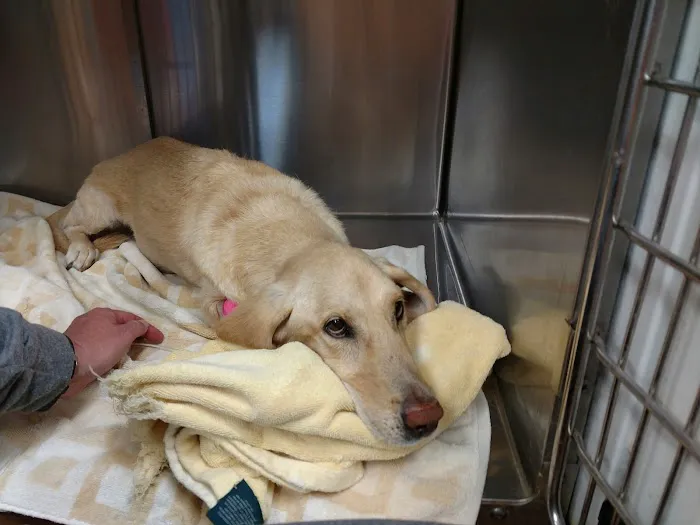 Chattahoochee Animal Clinic 12