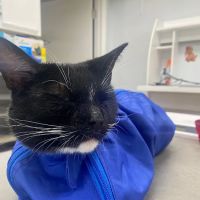 Happy Tails Holistic Veterinary Care ico