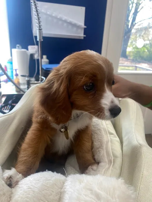Happy Tails Holistic Veterinary Care 12