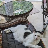 Cat Clinic of Woodstock ico
