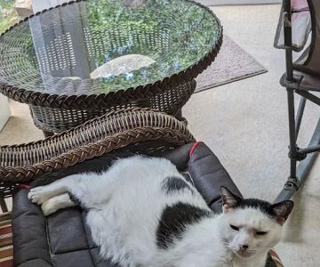 Cat Clinic of Woodstock