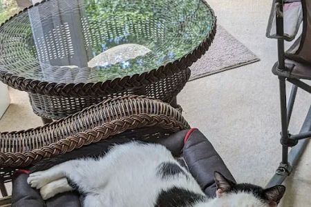Cat Clinic of Woodstock