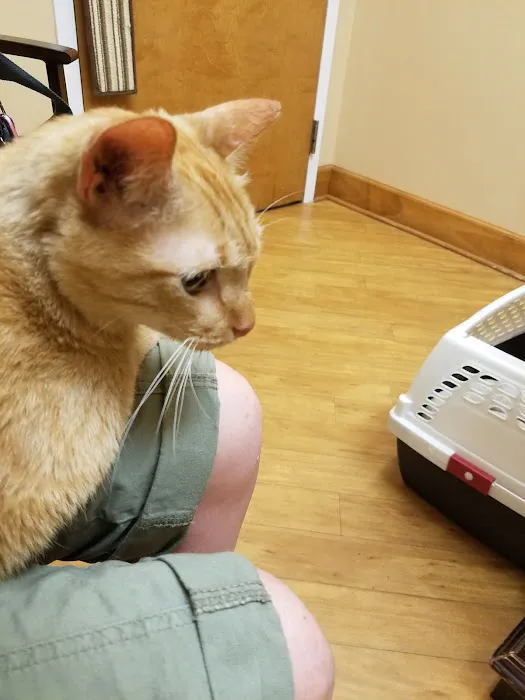 Cat Clinic of Woodstock 12