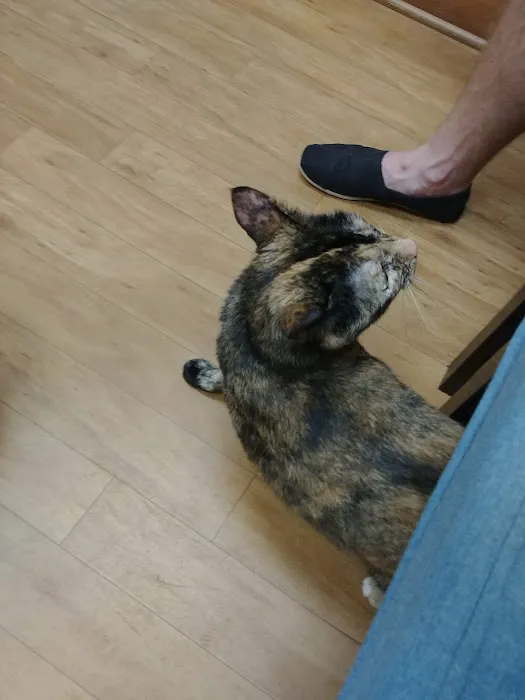 Cat Clinic of Woodstock 12