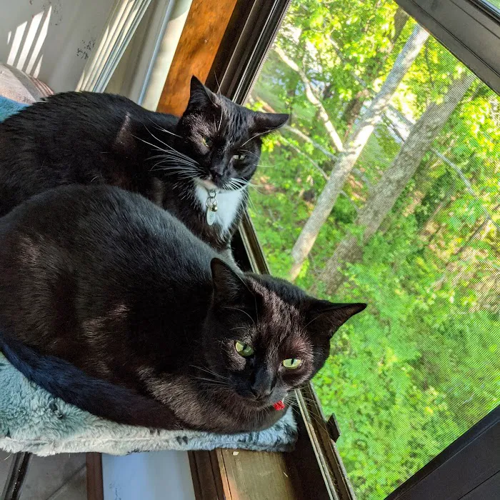 Cat Clinic of Woodstock 12