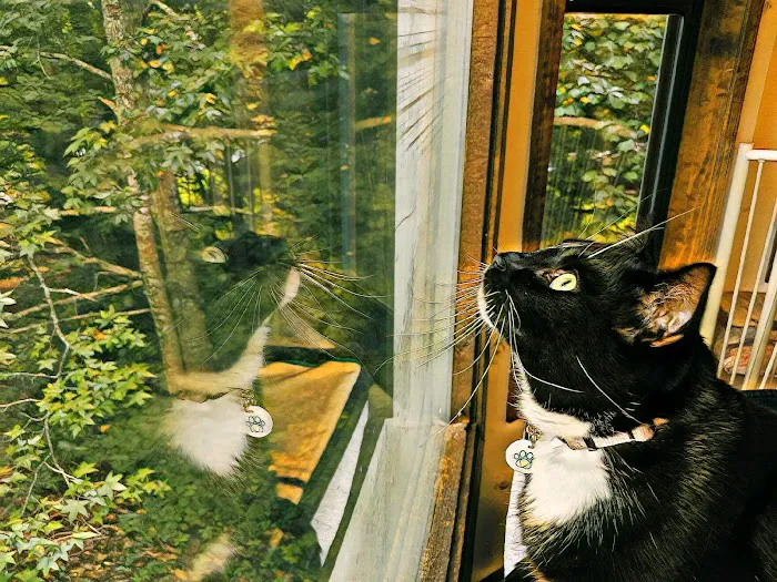 Cat Clinic of Woodstock 12