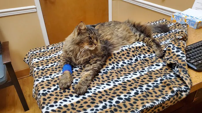Cat Clinic of Woodstock 12