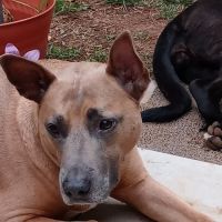 Affordable Vet Center ico