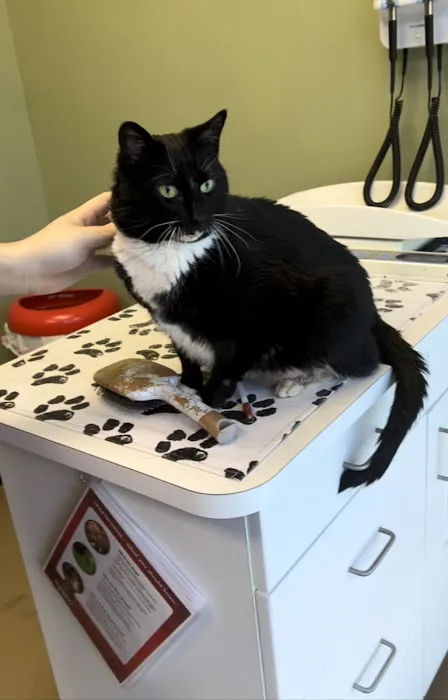 Affordable Vet Center 3