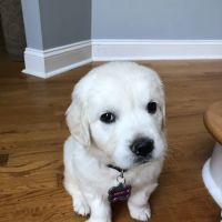 South Cherokee Veterinary Hospital ico