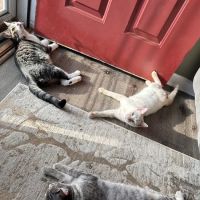Highway 92 Animal Hospital ico
