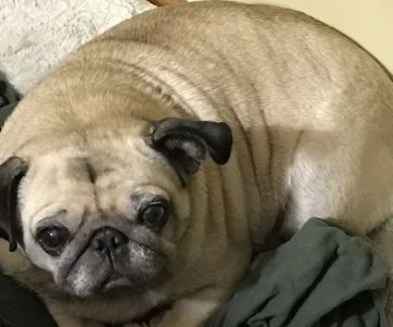 Sweet Dreams In-Home Pet Euthanasia