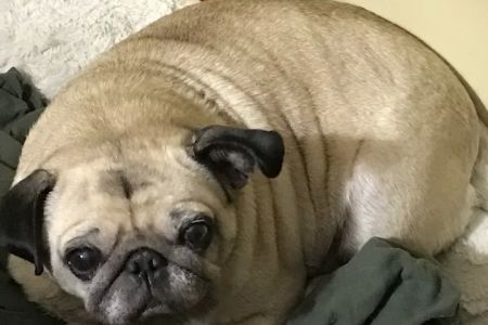 Sweet Dreams In-Home Pet Euthanasia
