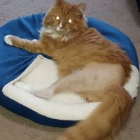 Veterinary Referral Surgical Practice ico
