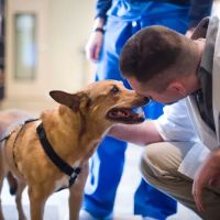 Bush Veterinary Neurology Service (BVNS) - Woodstock ico