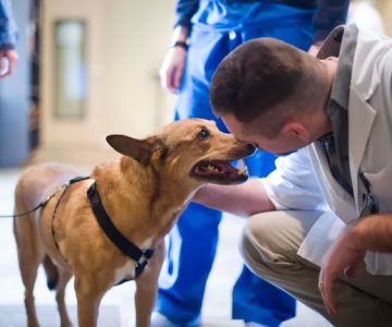 Bush Veterinary Neurology Service (BVNS) - Woodstock